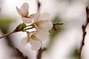 季節はずれの桜のサムネイル