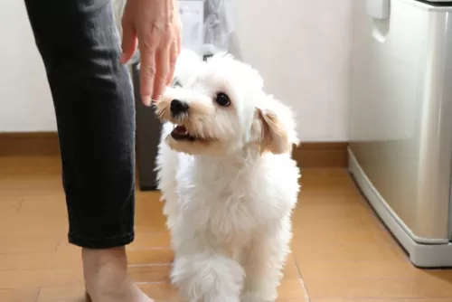 家と同じような環境でお預かりするペットホテルですのサムネイル