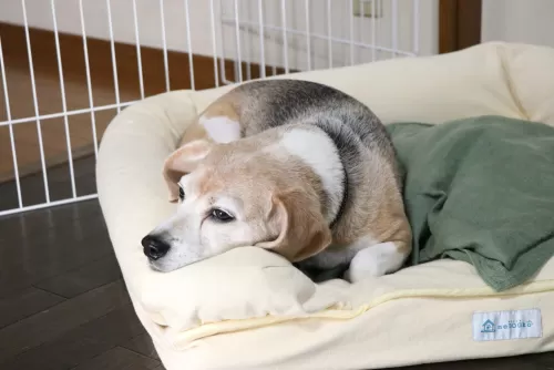 中型犬以上のご新規様のご予約は一時停止させて頂いていますのサムネイル