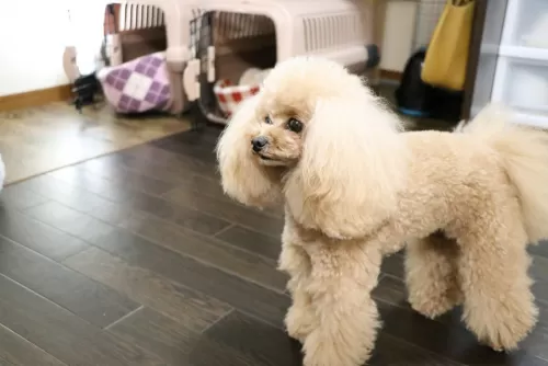 八尾市周辺で犬の民泊ペットホテルのサムネイル