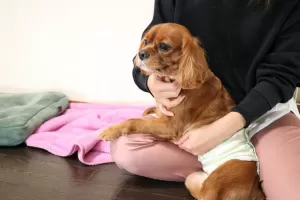 中型犬以上のご新規様のご予約は一時停止させて頂いていますのサムネイル