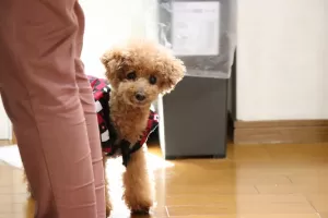 分離不安の犬ちゃんもご相談くださいねのサムネイル