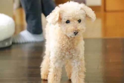 シニア犬は必ずご見学をしてからご予約をお願いします。のサムネイル