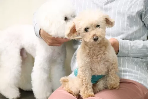 シニア犬は13歳までのお預かりですのサムネイル