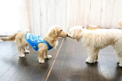 兄弟割引きがありますのサムネイル