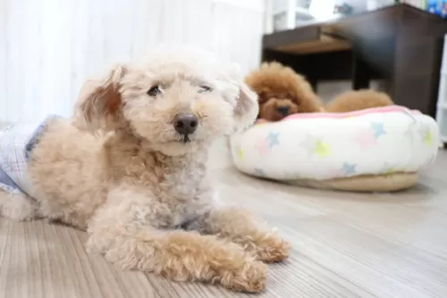 シニア犬のお預かりもご相談くださいのサムネイル