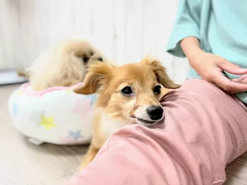 怖がりな保護犬君もお預かりさせて頂きましたのサムネイル