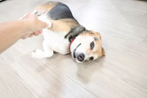 中型犬は1日1匹限定のお預かりです（小型犬が5匹以上来ている場合は予約不可です）のサムネイル