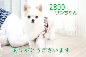 お預かり累計2800匹になりましたのサムネイル