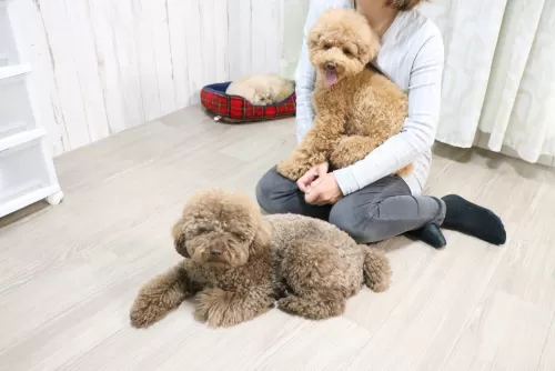 二匹目半額の多頭飼い割引きがあります（割引がない日もあります）のサムネイル