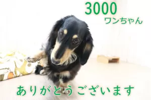 お預かり累計3000ワンちゃんになりましたのサムネイル