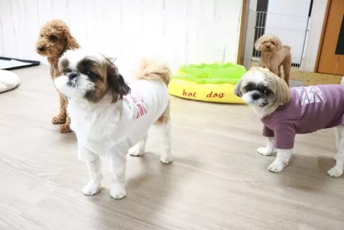 一日最高10匹までですのサムネイル