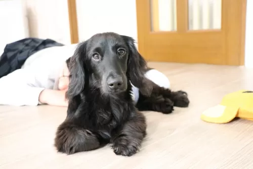 今までペットホテルに預けたことないワンちゃんもご相談くださいのサムネイル