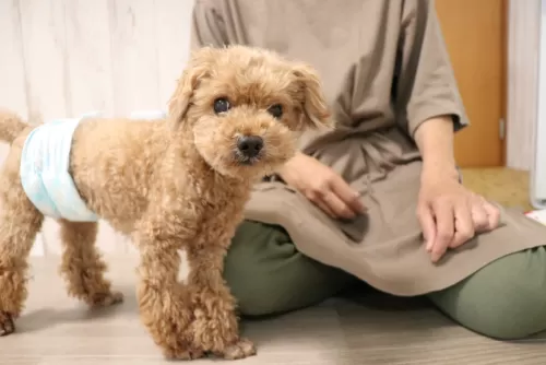 目が見えないワンちゃんもご相談くださいのサムネイル