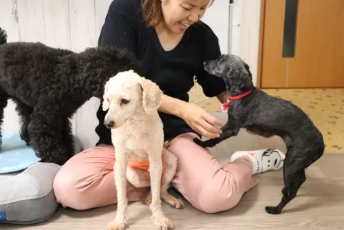 いつも食べているフードを持って来てくださいねのサムネイル