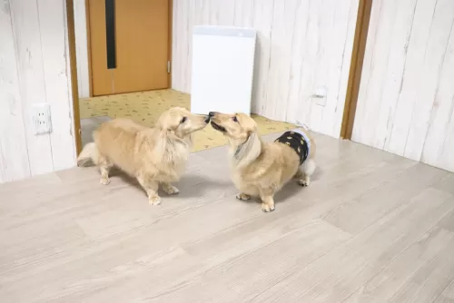 多頭飼い割引していますのサムネイル