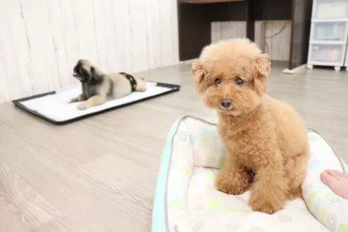 シニア犬は長期のお預かりはしていませんのサムネイル