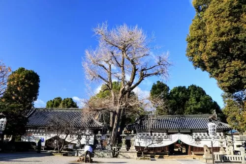 明けましておめでとうございます。今年もヘルシーワンサポートを宜しくお願い致しますのサムネイル