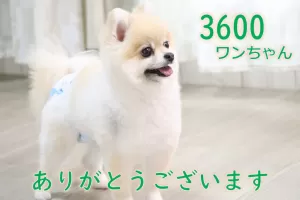 お預かり累計3600ワンちゃんになりましたのサムネイル