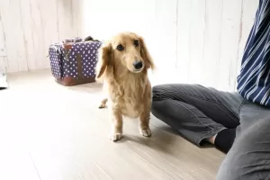 クレートが好きな子はご持参くださいねのサムネイル