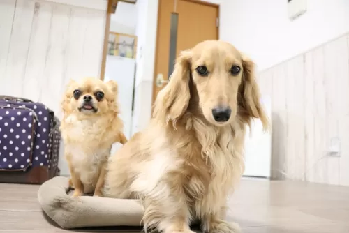 保護犬ちゃんのツーショット写真のサムネイル