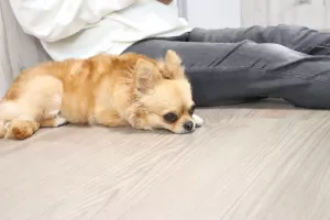 保護犬ちゃんのお預かりもご相談くださいねのサムネイル