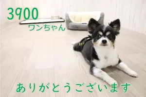 お預かり累計3900ワンちゃんになりましたのサムネイル