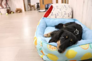 保護犬ちゃんも何回かお預かりすると怖がらないようになりましたのサムネイル