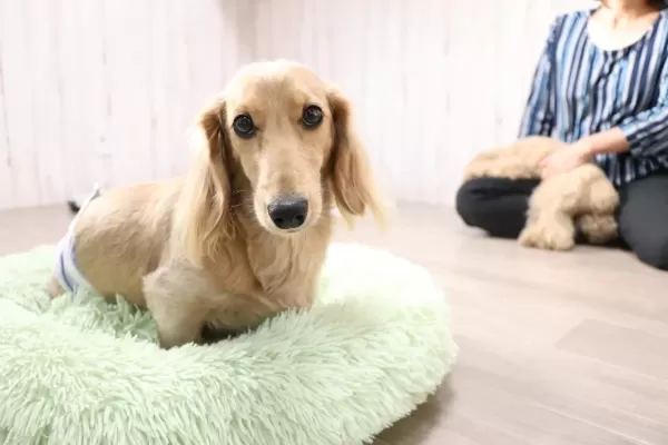 怖がりの保護犬ちゃんも今はこちらの環境に慣れてくれています