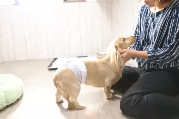 怖がりの保護犬ちゃんも今はこちらの環境に慣れてくれています